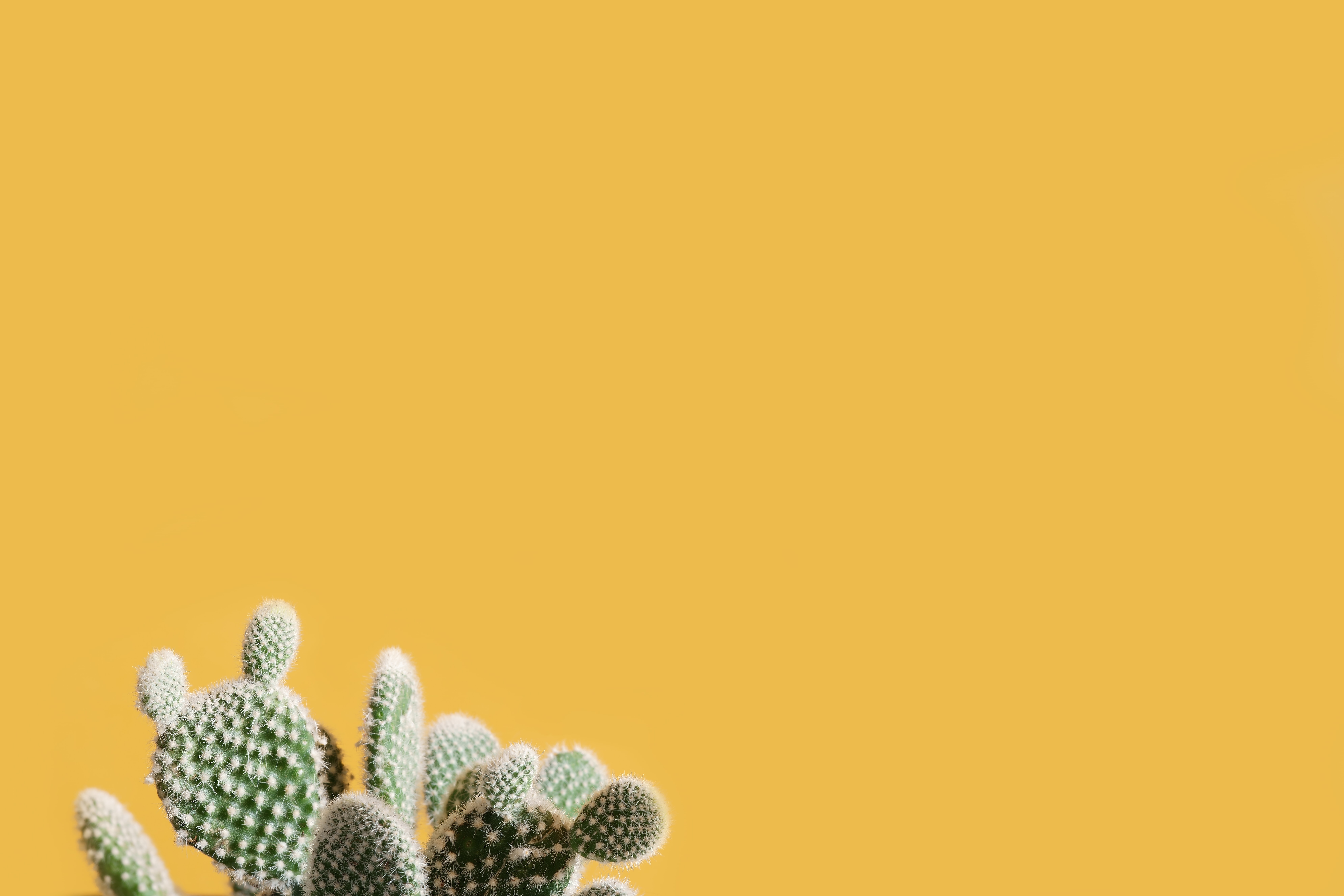 New Mexico APRN Pharm Package